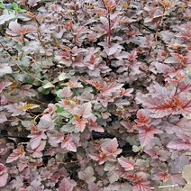 틔움해찬농원 중산국수나무 자엽 황엽 조경수 관상수, 1개