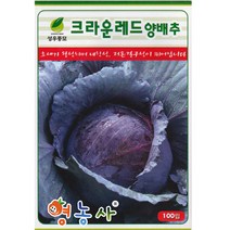 적양배추씨앗 100립, 레드양배추