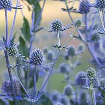 [모야모 꽃씨] 에린지움 20립 씨앗, 1개