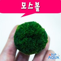 팝아쿠아 모스볼 3Cm내외 (1개) 수초