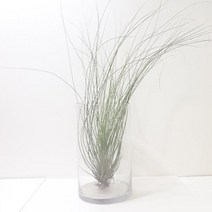 PRC966799준세아(소) 틸란드시아 실내공기정화식물 공기청정식물, 1