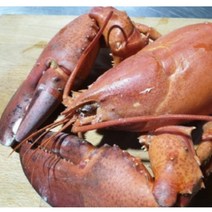 [인천창고] 캐나다 활 랍스타 1kg