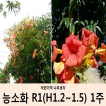 착한가격 나무생각 능소화 R1(H1.2~1.5) 1주