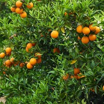 특급 레드향 3kg 제철 제주 가격, 단품