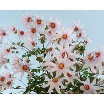 [모야모 꽃씨] 나무다알리아 (황제다알리아 Tree Dahlia) 5립