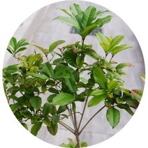 계화나무 향기나무