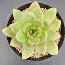 꽃다리 사과샴페인 96 다육식물 다육이 아이만배송