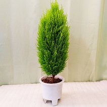하늘꽃농원 뚱뚱이 율마 외목대