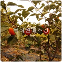 목하원예조경 감나무 묘목 (대봉감) 접목1년특묘, 1개