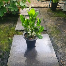 40~60cm 119 쿠루시아 중대품 크루시아, 1개