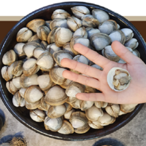 제철진미 유네스코 서천갯벌 자연산 제철 동죽조개 (물총조개) 산지직송 산소포장, 1개, 4kg