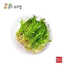 헬로아쿠아 모음)초보수초 200종모음전 쉬운수초 어항장식 열대어 어항꾸미기 수족관꾸미기, 6번) 코브라그라스 소스컵포장 1컵