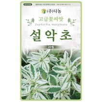 다알리아 황색 단층 100립 - 야생화 씨앗 꽃씨 씨 꽃씨앗 야생화씨앗 고급꽃씨 고급꽃씨앗 달리아 국화 다알리아씨앗 다알리아씨, 08_다농_설악초(20립)