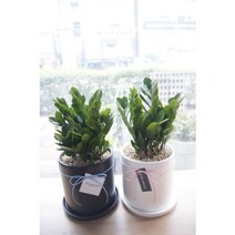 [화성 꽃배달]개업화분 금전수 돈나무 안수리움 크루시아 공기정화식물 미세먼지 당일꽃배달, 우정읍 남양읍 정남면