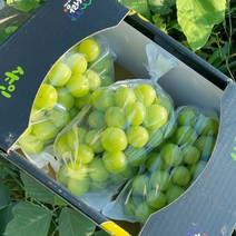 당도선별 리얼 샤인머스켓 알알이 고급형 상주 포도 망고 Shine Muscat, 1.5kg(2수)