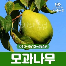 모과/대실모과/R4/결실주/2주묶음/모과나무/1등묘/대실모과나무/유실수/조경수/열매/나무/묘목/도시농부