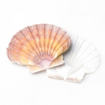 오꿈 조개껍질 조개껍데기 소라껍데기 소라껍질, B13 장식용조개 부채조개 칼라r, 봉