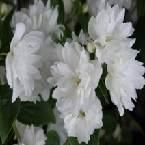 묘목/신품종 겹고광나무 프로스티모온 120L포트 SJ256