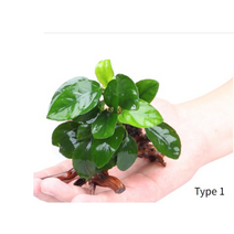 아누비아스 나나 활착유목 초보 어항 베타 음성수초, 4번 아누비아스 글라브라 마블 나나 유목