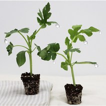 신품종 자몽수박 모종 40주 20주 10주 5주, 자몽수박 모종 5주