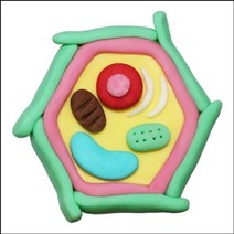 [∂LL7] 뉴 오물조물비누 식물세포구조모형(10세트) DIY완구 학습만들기 교육용만들기 만들기 공작 실험만들기 과학만들기 초등_h§eEA, §본상품§e