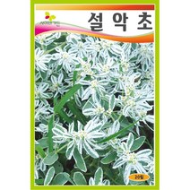야생화씨앗 씨앗] 설악초 20립, 1개