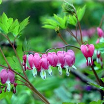 모종]금낭화-핑크: 10cm분 Q1982, 1개