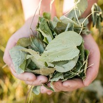 신토불이 국산 약초 삼지구엽초(음양곽) 200g, 12WC_국산삼지구엽초 (음양곽)200g