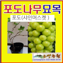 (D소망)샤인머스켓 청포도묘목(삽목2년)포트 2그루, 1개
