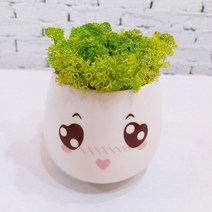 스칸디아모스 천연이끼 공기정화 이모티콘 화분, 큰 이모티콘 모스-스프링그린