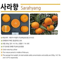 국내육성 신품종 3년생 사라향 / 국내산 천혜향 고유의 향기 가정원예 농가과수용