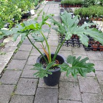 대형 호프셀렘 셀럼 대품 공기정화식물 5080219