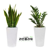 가평꽃배달 가평꽃집 개업화분, 대품, 11 해피트리