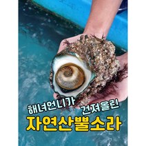 [완도] 자연산 뿔소라 1kg 완도 해녀가 직접 채취, 3kg