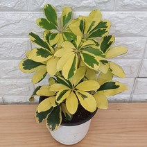 칼라 홍콩야자12