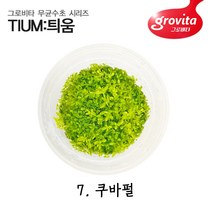 [그로비타 무균수초 틔움] 7. 쿠바펄 (액상배지), 개