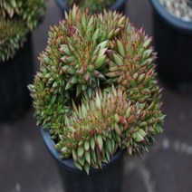 유럽마리아철화 다육철화