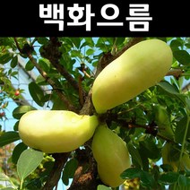 백화으름/대과종 나무 묘목 포트 3개/유실수/과수