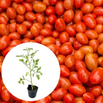 [모종가게] 대추방울토마토 모종 (빨강) / 열매 채소 텃밭 키우기 주말농장 베란다텃밭 농장 체험