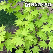 단풍나무 활엽수 가림원예조경, 청단풍 R3cm 분묘