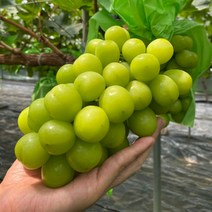 [초록이네] 고당도 샤인머스켓 씨없는포도, 2kg 상(3-5수), 1개