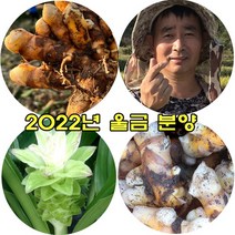 국내산 강황 유기농 생울금 1kg, 특품1kg, 1개
