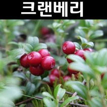 크랜베리 나무 묘목 삽목2년 포트묘 3개/가정/정원/과수