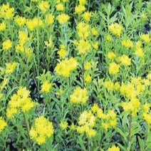 애기기린초 모종 다년초 1판(30개), 30개