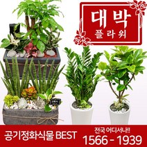 대박플라워 2020 공기정화식물 개업화분 집들이 인테리어 관엽식물 꽃배달, 04.스투키A, 1개