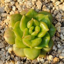 사과꽃(램덤발송), 1개