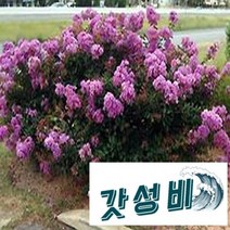 배롱나무/삽목2년개화주(2주묶음)/묘목/G0893, 1개