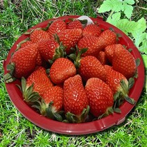 과일Tv 당일경매 프리미엄 논산 딸기 육보 설향 1kg 500g 생딸기, 프리미엄 1kg