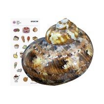 소라게 쉘 화이트 그린 우드 애완 딸기 은신처 껍질 3cm, 우드 ＋ 사은품 증정
