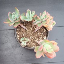 꽃다리 러우철화 10 다육식물 다육철화 아이만배송, 1개